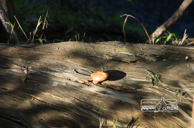 Photograph, Fred Mitchell, Toadstool, Eltham Lower Park, 23 June 2013, 23/06/2013