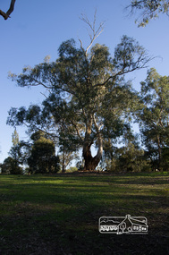 Photograph, Fred Mitchell, Large tree, Eltham Lower Park, 23 June 2013, 23/06/2013