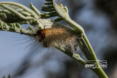 Photograph, Fred Mitchell, Caterpillar on a plant, Diamond Creek Trail, 2 December 2014, 02/12/2014