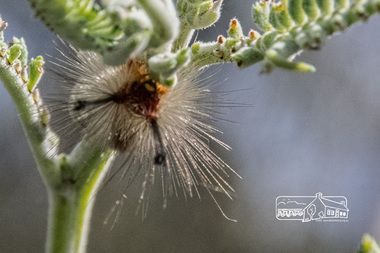 Photograph, Fred Mitchell, Caterpillar on a plant, Diamond Creek Trail, 2 December 2014, 02/12/2014