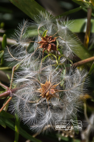 Photograph, Fred Mitchell, Seeds about to blow away, Diamond Creek Trail, 2 December 2014, 02/12/2014