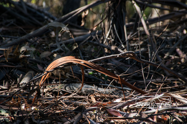 Photograph, Fred Mitchell, Dry bark, Diamond Creek Trail, 28 January 2015, 28/01/2015