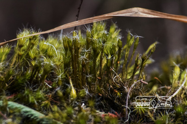 Photograph, Fred Mitchell, Moss on Diamond Creek Trail, 24 February 2015, 24/02/2015