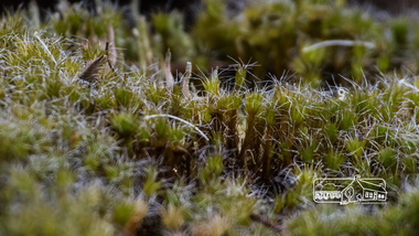 Photograph, Fred Mitchell, Moss on Diamond Creek Trail, 24 February 2015, 24/02/2015
