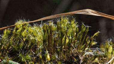 Photograph, Fred Mitchell, Moss on Diamond Creek Trail, 24 February 2015, 24/02/2015