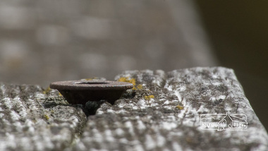 Photograph, Fred Mitchell, Fastening pin, Diamond Creek Trail, 24 February 2015, 24/02/2015