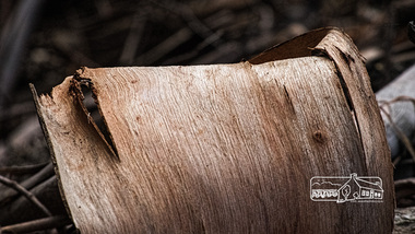 Photograph, Fred Mitchell, Bark, Diamond Creek Trail, 24 February 2015, 24/02/2015