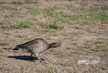 Photograph, Fred Mitchell, Bird, Diamond Creek Trail, 25 February 2015, 25/02/2015