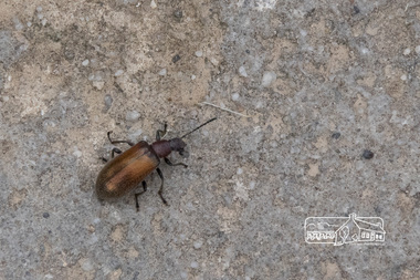 Photograph, Fred Mitchell, Beetle, Diamond Creek Trail, 18 March 2015, 18/03/2015