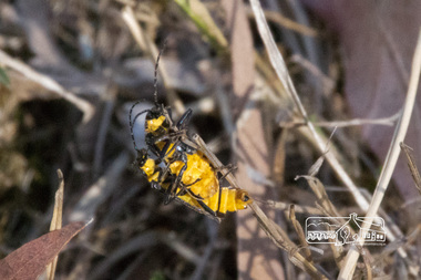 Photograph, Fred Mitchell, Beetles mating, Diamond Creek Trail, 4 April 2015, 04/04/2015