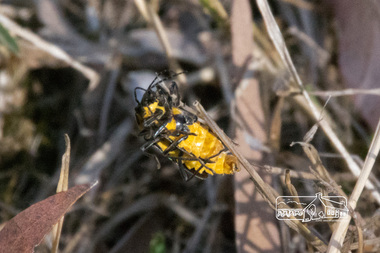 Photograph, Fred Mitchell, Beetles mating, Diamond Creek Trail, 4 April 2015, 04/04/2015