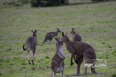 Photograph, Fred Mitchell, Kangaroos by side of road, Eltham North, 18 June 2016, 18/06/2016