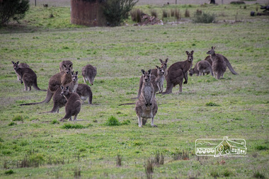 Photograph, Fred Mitchell, Kangaroos by side of road, Eltham North, 18 June 2016, 18/06/2016