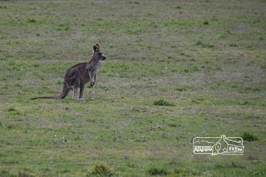 Photograph, Fred Mitchell, Kangaroos by side of road, Eltham North, 18 June 2016, 18/06/2016
