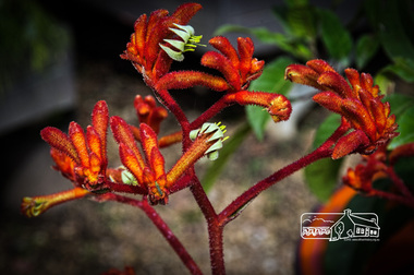 Photograph, Fred Mitchell, Anigoanthos Kings Park Red, Rivers Garden Centre, 28 Kurrak Road, Yarrambat, 11 April 2017, 11/04/2017