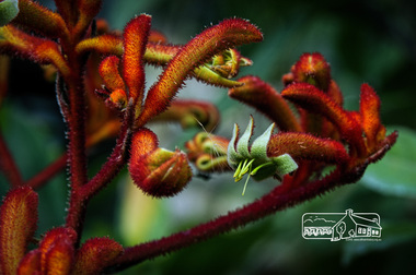 Photograph, Fred Mitchell, Anigoanthos Kings Park Red, Rivers Garden Centre, 28 Kurrak Road, Yarrambat, 11 April 2017, 11/04/2017