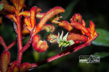 Photograph, Fred Mitchell, Anigoanthos Kings Park Red, Rivers Garden Centre, 28 Kurrak Road, Yarrambat, 11 April 2017, 11/04/2017