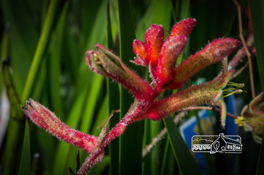 Photograph, Fred Mitchell, Anigoanthos Big Red, Rivers Garden Centre, 28 Kurrak Road, Yarrambat, 11 April 2017, 11/04/2017