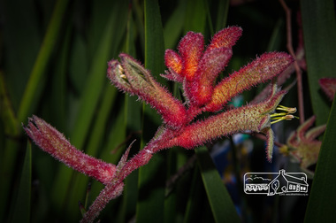 Photograph, Fred Mitchell, Anigoanthos Big Red, Rivers Garden Centre, 28 Kurrak Road, Yarrambat, 11 April 2017, 11/04/2017