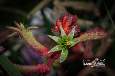 Photograph, Fred Mitchell, Anigoanthos Big Red, Rivers Garden Centre, 28 Kurrak Road, Yarrambat, 11 April 2017, 11/04/2017