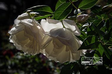 Photograph, Fred Mitchell, Diamantina Jade White, Rivers Garden Centre, 28 Kurrak Road, Yarrambat, 11 April 2017, 11/04/2017