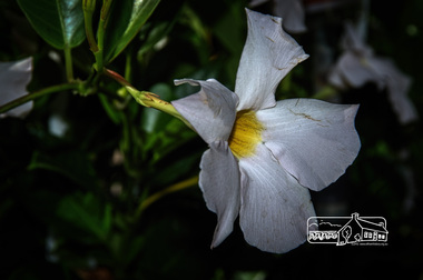 Photograph, Fred Mitchell, Mandevilla Alice du Pont, Rivers Garden Centre, 28 Kurrak Road, Yarrambat, 11 April 2017, 11/04/2017