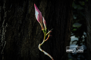Photograph, Fred Mitchell, Mandevilla Alice du Pont, Rivers Garden Centre, 28 Kurrak Road, Yarrambat, 11 April 2017, 11/04/2017