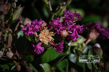 Photograph, Fred Mitchell, Indian Summer Crepe Myrtle, Rivers Garden Centre, 28 Kurrak Road, Yarrambat, 11 April 2017, 11/04/2017