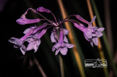 Photograph, Fred Mitchell, Border Stars Milky Way, Rivers Garden Centre, 28 Kurrak Road, Yarrambat, 11 April 2017, 11/04/2017