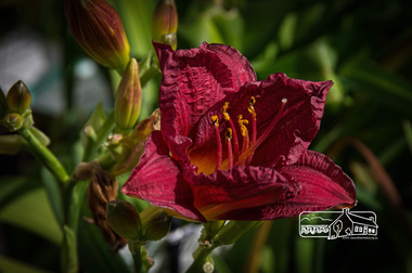 Photograph, Fred Mitchell, Hemerocallis Cranberry Baby Dwarf Variety Evergreen Foliage, Rivers Garden Centre, 28 Kurrak Road, Yarrambat, 11 April 2017, 11/04/2017