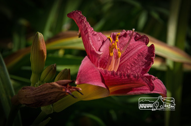 Photograph, Fred Mitchell, Hemerocallis Cranberry Baby Dwarf Variety Evergreen Foliage, Rivers Garden Centre, 28 Kurrak Road, Yarrambat, 11 April 2017, 11/04/2017