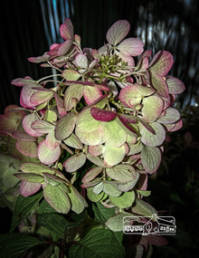 Photograph, Fred Mitchell, Hydrangea Paniculata Sunday Fraise, Rivers Garden Centre, 28 Kurrak Road, Yarrambat, 11 April 2017, 11/04/2017
