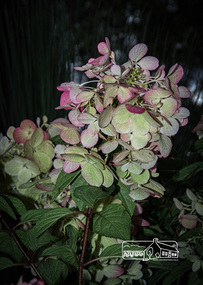 Photograph, Fred Mitchell, Hydrangea Paniculata Sunday Fraise, Rivers Garden Centre, 28 Kurrak Road, Yarrambat, 11 April 2017, 11/04/2017