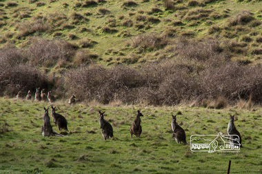 Photograph, Fred Mitchell, Kangaroos on Buttermans Track, St. Andrews, 19 August 2017, 19/08/2017