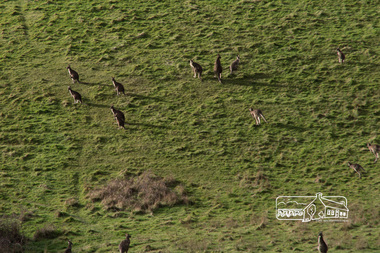 Photograph, Fred Mitchell, Kangaroos on Buttermans Track, St. Andrews, 19 August 2017, 19/08/2017