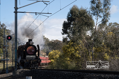 Photograph, Fred Mitchell, Steamrail locomotive K-190 at front and K-153 at rear passing through Wattle Glen whilst conducting excursions during the Hurstbridge Wattle Festival, 27 August 2017, 27/08/2017