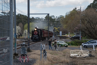 Photograph, Fred Mitchell, Steamrail locomotive K-190 at front and K-153 at rear passing through the Wilson Road crossing at Wattle Glen whilst conducting excursions during the Hurstbridge Wattle Festival, 27 August 2017, 27/08/2017