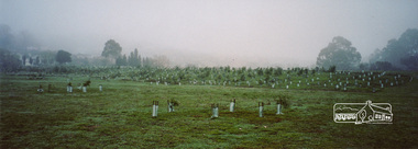 Photograph, Barak Bushlands Reserve, Eltham, March 2003, 2003