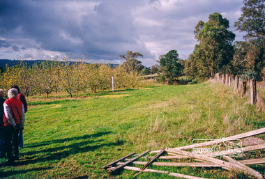 Photograph, Bettina Woodburn, Apted's Orchard, 864 Cottles Bridge-Strathewen Rd, Arthurs Creek, 28/05/1995