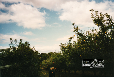 Photograph, Petty's Orchard; 6 April 1997, 06/04/1997