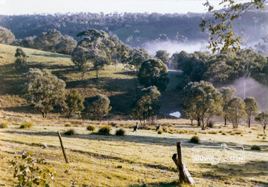 Photograph, Diana Bassett-Smith, Grey Kangaroos on Don and Cathie Thomson's property, Bourchiers Road, Kangaroo Ground, June 1977, 1977