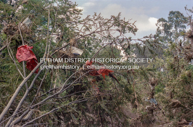 Negative - Photograph, Debris following flooding of the Diamond Creek in Eltham, Nov-Dec 2004, February 2005