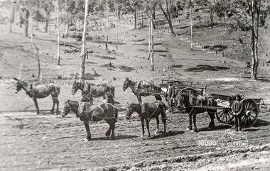 Photograph, Tom Prior, Working horses and carts on Mr Trail's property (Yaramie) at Research