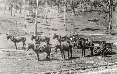 Photograph, Tom Prior, Working horses and carts on Mr Trail's property (Yaramie) at Research