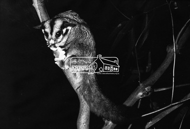 Photograph, Sugar Glider - David Munro, 1971