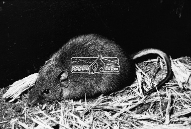 Photograph, Bandicoot - David Munro, 1971