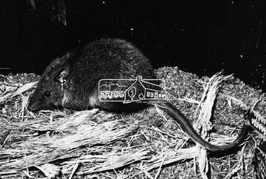 Photograph, Bandicoot - David Munro, 1971