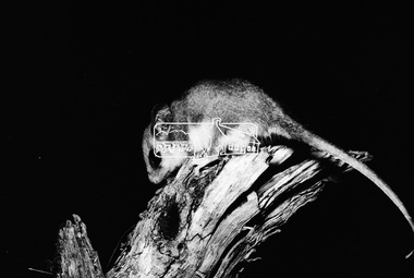 Photograph, Pygmy Possum - David Munro, 1971