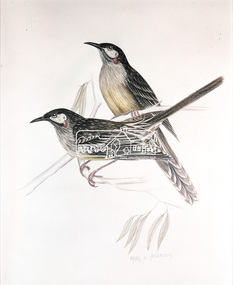 Photograph, Red Wattle Bird - Margo Pedersen, 1971