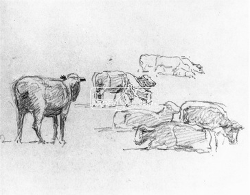 Photograph, Pencil drawing from a sketch book by Walter Withers; Study of cows, 1971